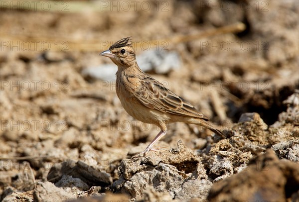 Sykes's Lark