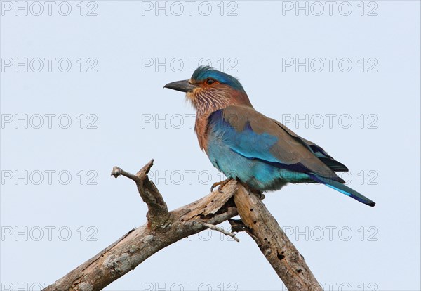 Indian Roller