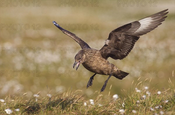 Great Skua