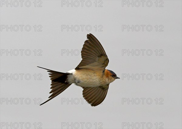 Red-rumped swallow