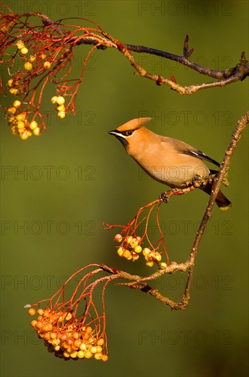 Bohemian Waxwing