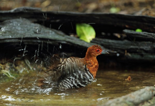 Red-legged Crake