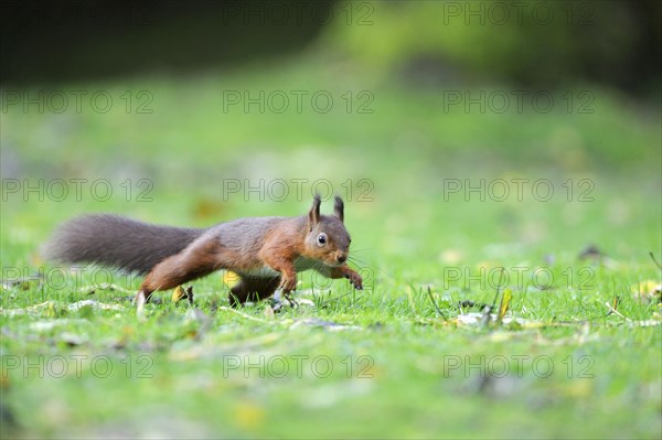 Eurasian red squirrel