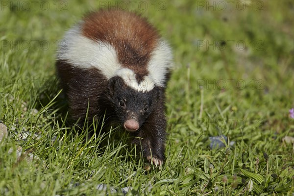 Patagonian Hog-nosed Skunk