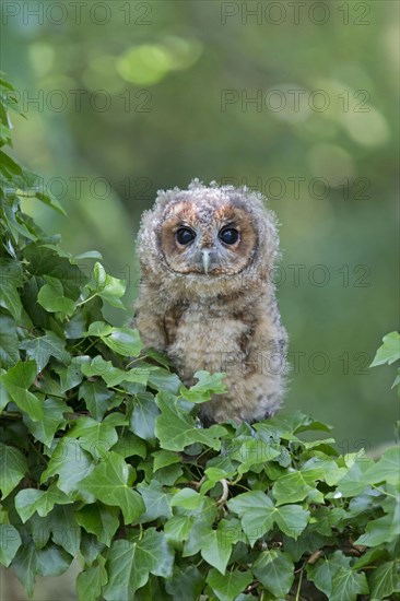 Tawny Owl