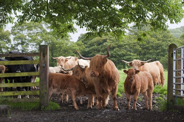 Domestic cattle