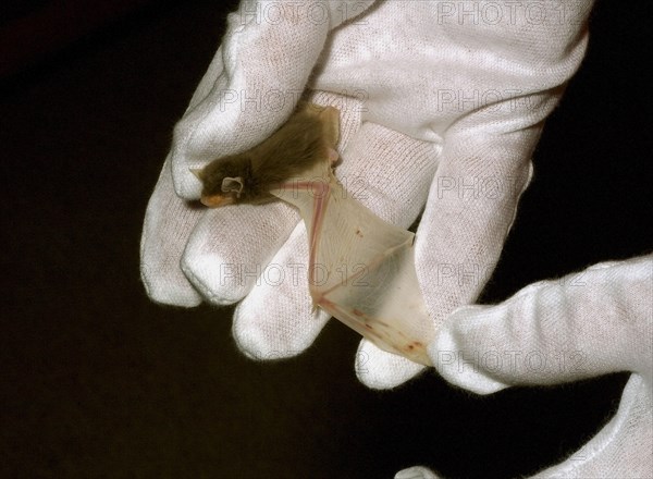 Common Pipistrelle