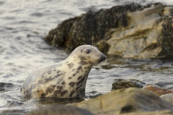 Grey Seal