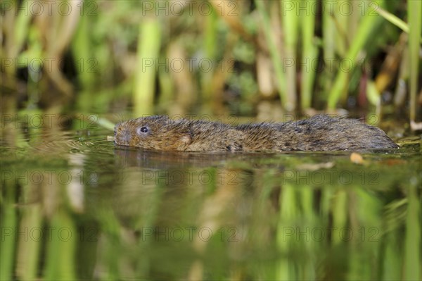 Eastern vole