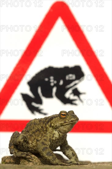 Common Toad