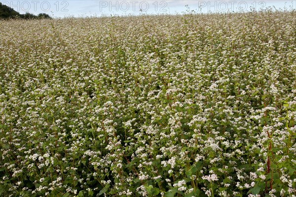 Common buckwheat