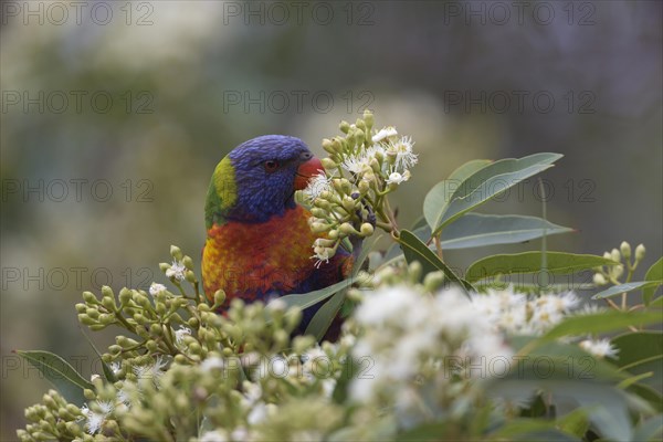 Coconut lorikeet