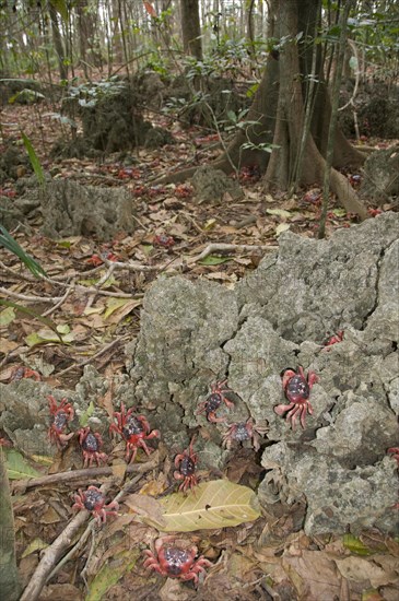 Christmas island red crab