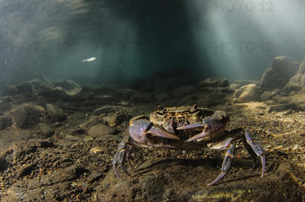 Freshwater Crab