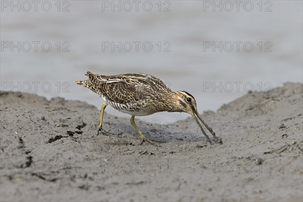 Common snipe