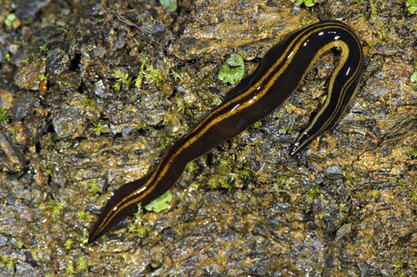 Giant land planarian