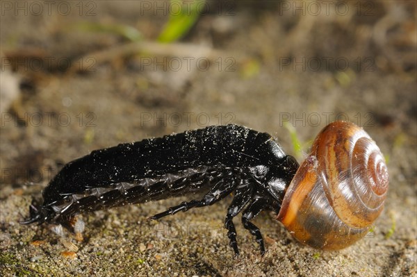 Ground Beetle