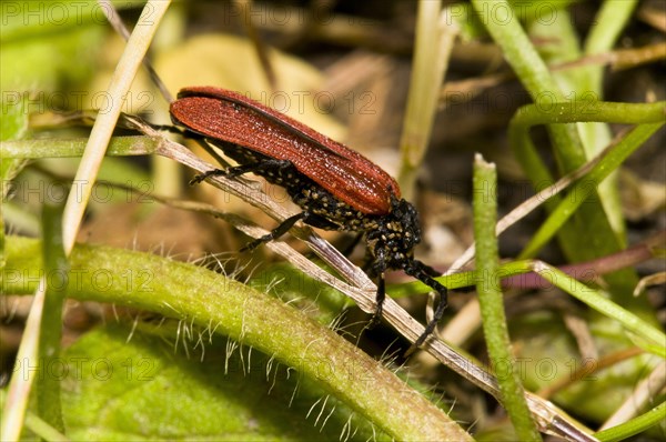 Net-winged Beetle