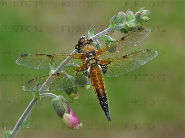 Four-spotted Chaser