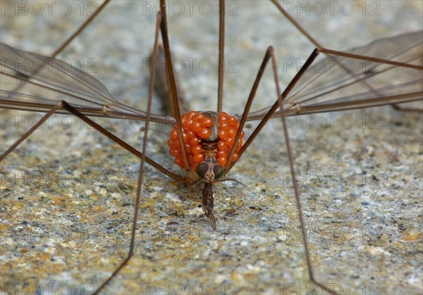 Cranefly