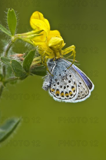 Heather spider