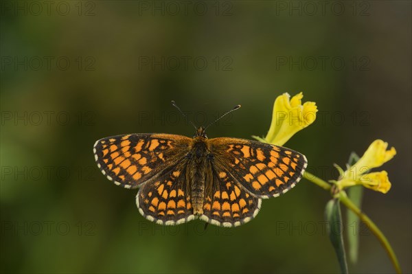 Heath fritillary