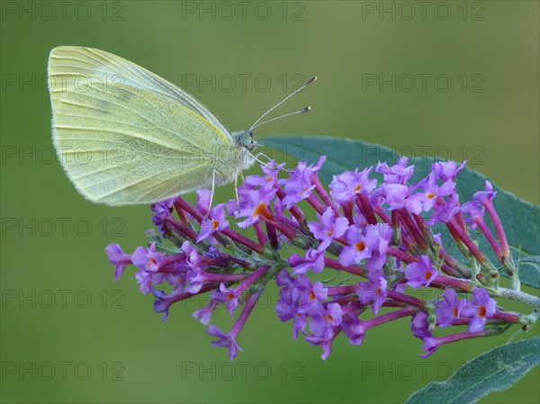 Small white