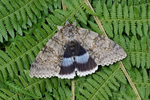 Blue underwing