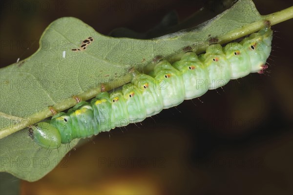 Coxcomb prominent