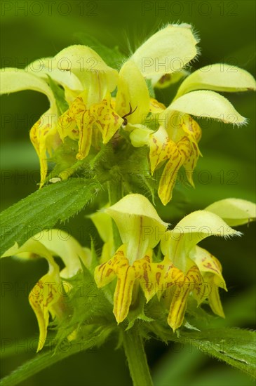 Yellow Archangel