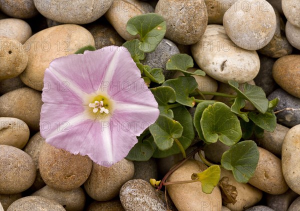 Sea Bindweed