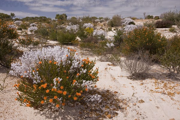 Sandy Kwongan Heath