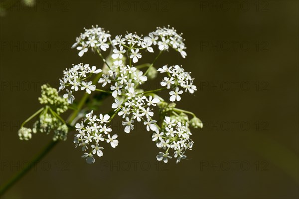 Cow Parsley