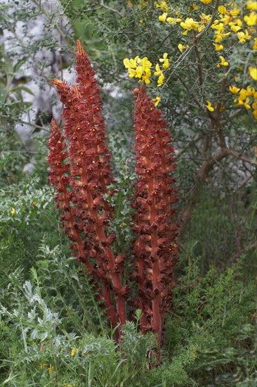 Large greater broomrape