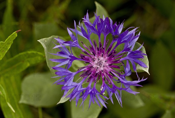 Blue Perennial Cornflower