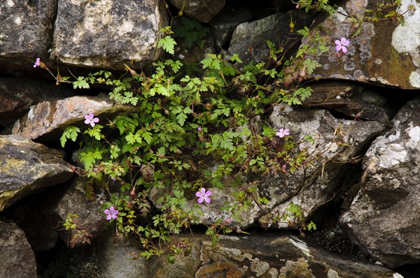 Flowering herb robert