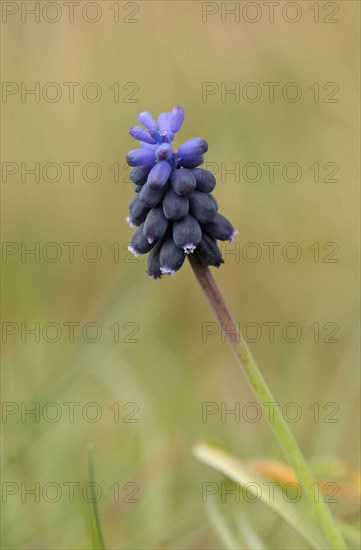 Muscari racemosum