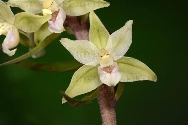 Violet Helleborine