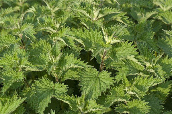 Stinging nettle