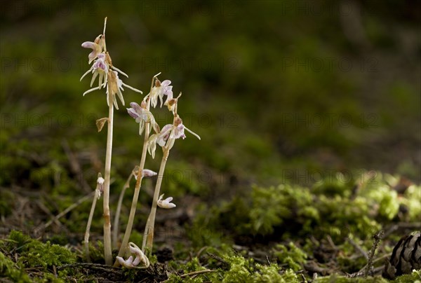 Ghost Orchid