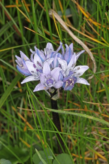 Spring Squill