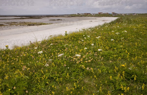 Kidney vetch Balranald