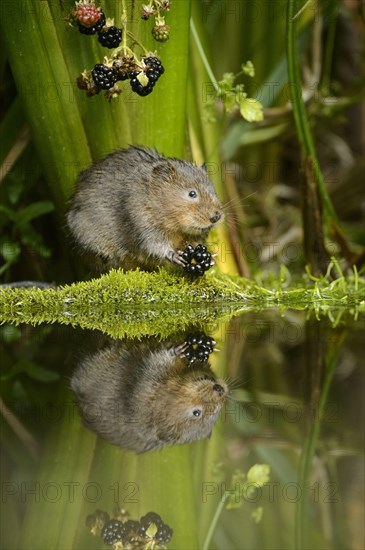 European water vole