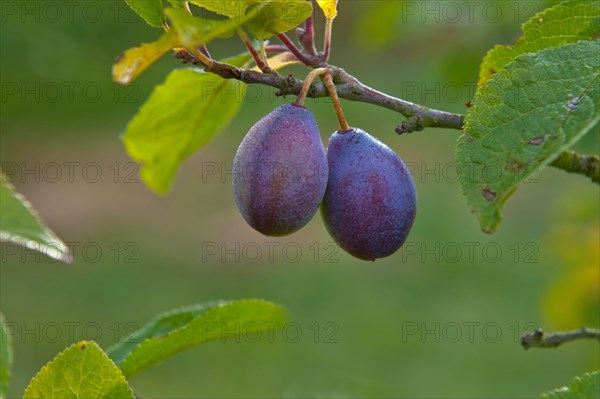 Damson