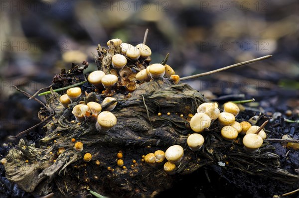 Field Bird's Nest Fungus