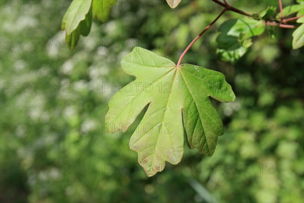 Field maple