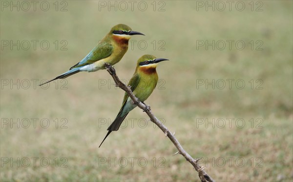 Blue-tailed bee-eater