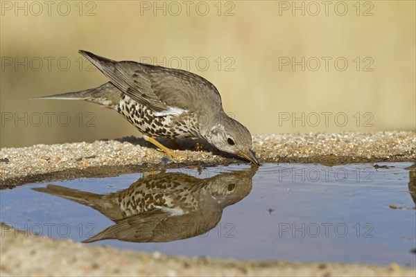 Mistle Thrush