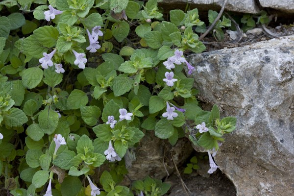 Flowering Turkish calamint