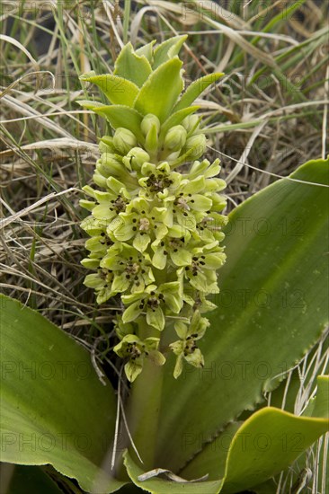 Dwarf Pineapple Lily